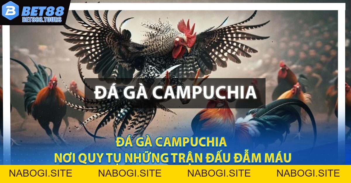 Đá Gà Campuchia - Nơi Quy Tụ Những Trận Đấu Đẫm Máu #1