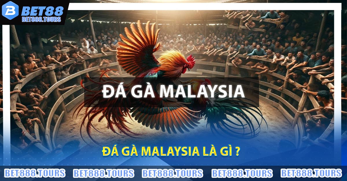 Đá Gà Malaysia - Thông Tin Cần Biết Về Thể Loại Đá Gà Hấp Dẫn #1