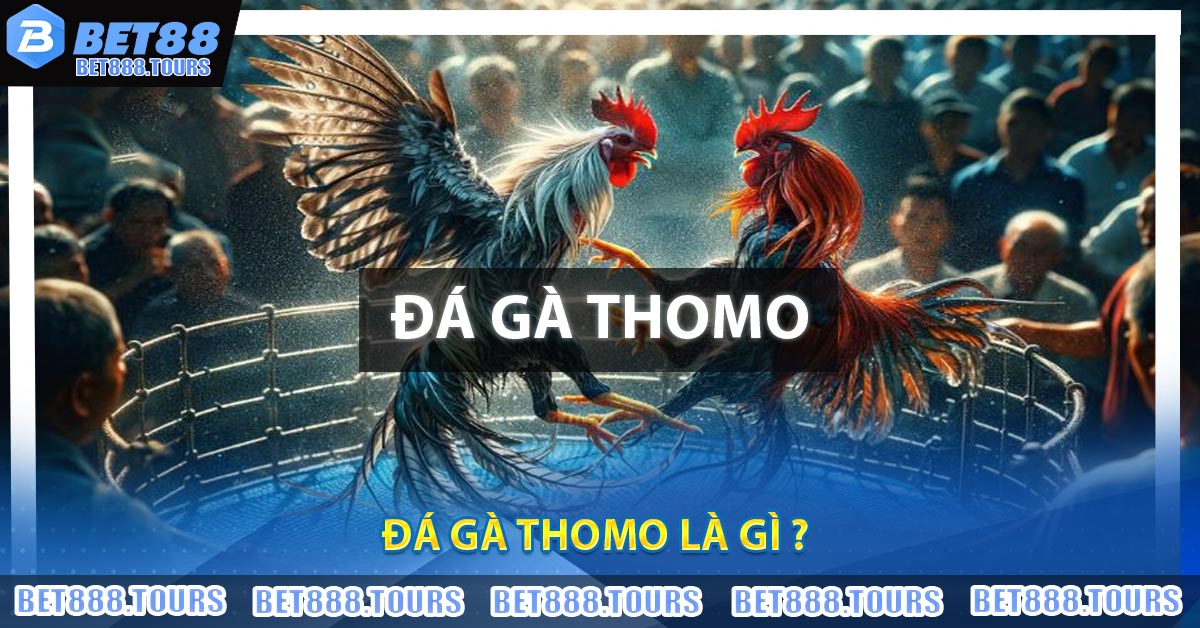 Đá Gà Thomo Là Gì ? Bí Kíp Đá Ăn Tiền Tại BET88 Cực Hay