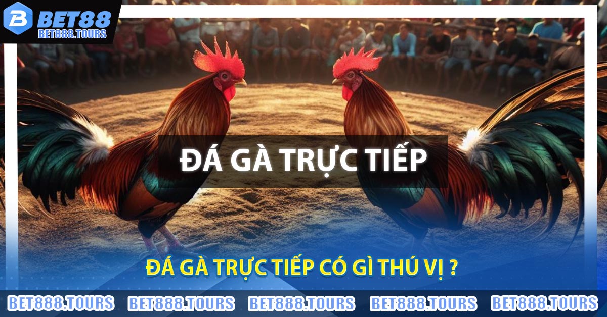 Đá Gà Trực Tiếp Là Gì ? Một Số Thể Loại Chọi Gà Hot Nhất 2026
