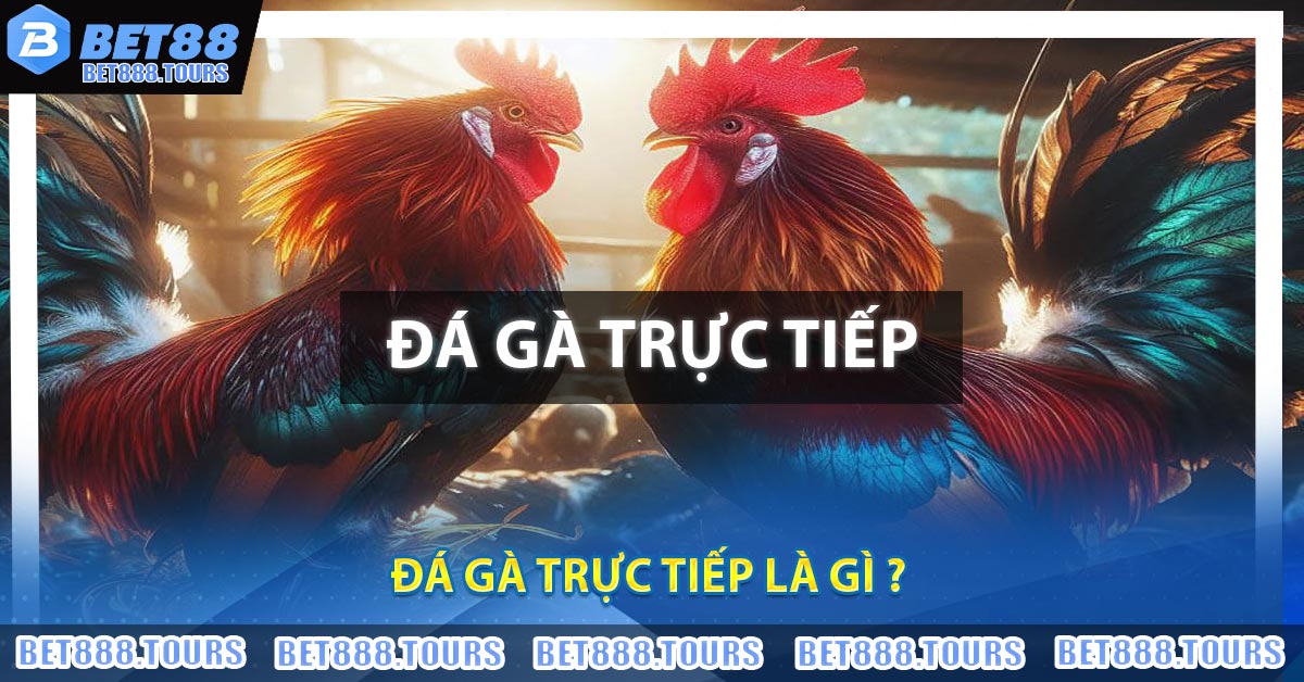 Đá Gà Trực Tiếp Là Gì ? Một Số Thể Loại Chọi Gà Hot Nhất 2026