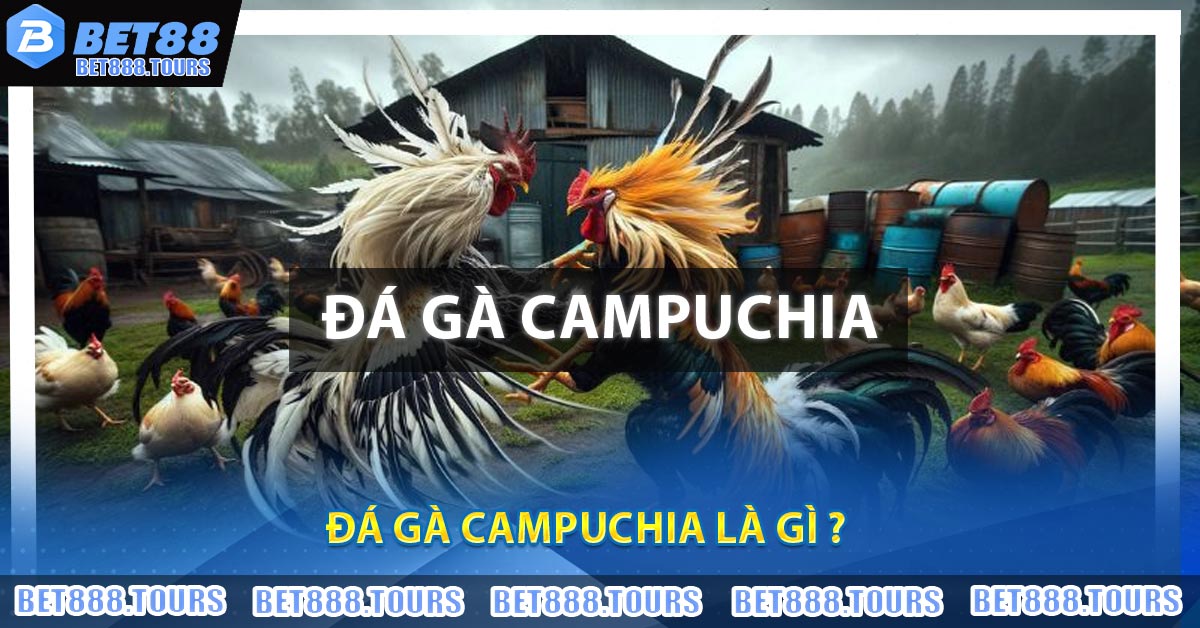 Đá Gà Campuchia - Nơi Quy Tụ Những Trận Đấu Đẫm Máu #1