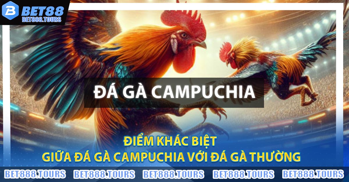 Đá Gà Campuchia - Nơi Quy Tụ Những Trận Đấu Đẫm Máu #1