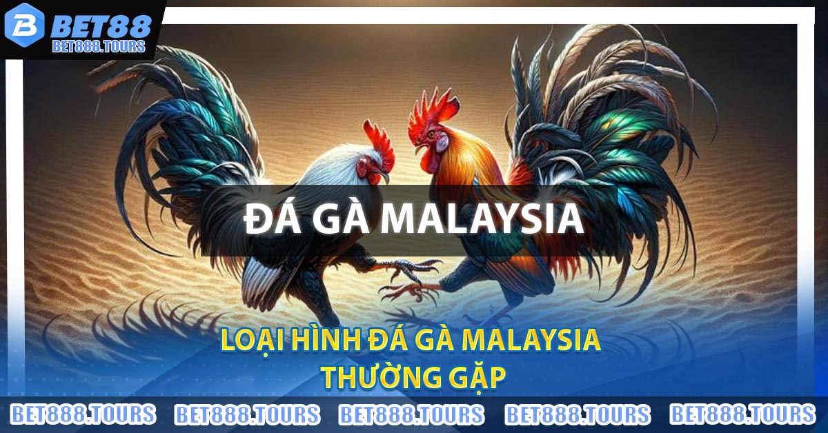 Đá Gà Malaysia - Thông Tin Cần Biết Về Thể Loại Đá Gà Hấp Dẫn #1