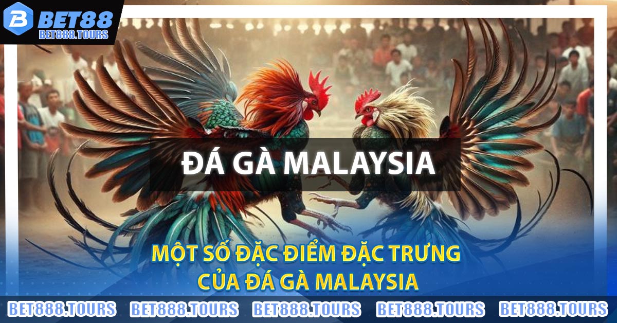 Đá Gà Malaysia - Thông Tin Cần Biết Về Thể Loại Đá Gà Hấp Dẫn #1