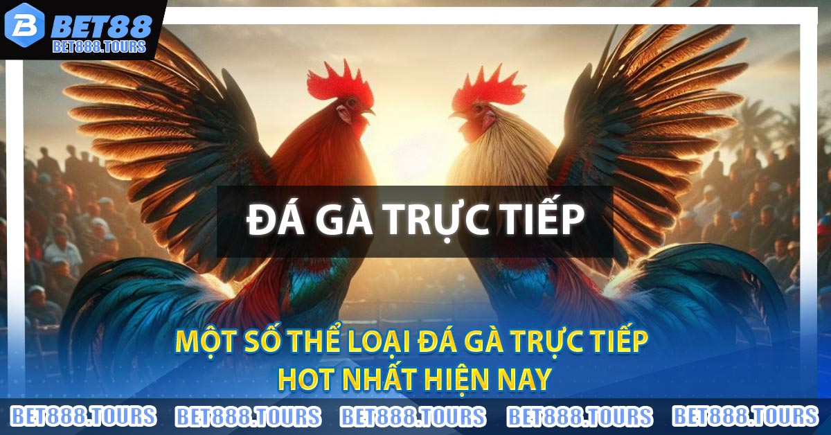Đá Gà Trực Tiếp Là Gì ? Một Số Thể Loại Chọi Gà Hot Nhất 2026
