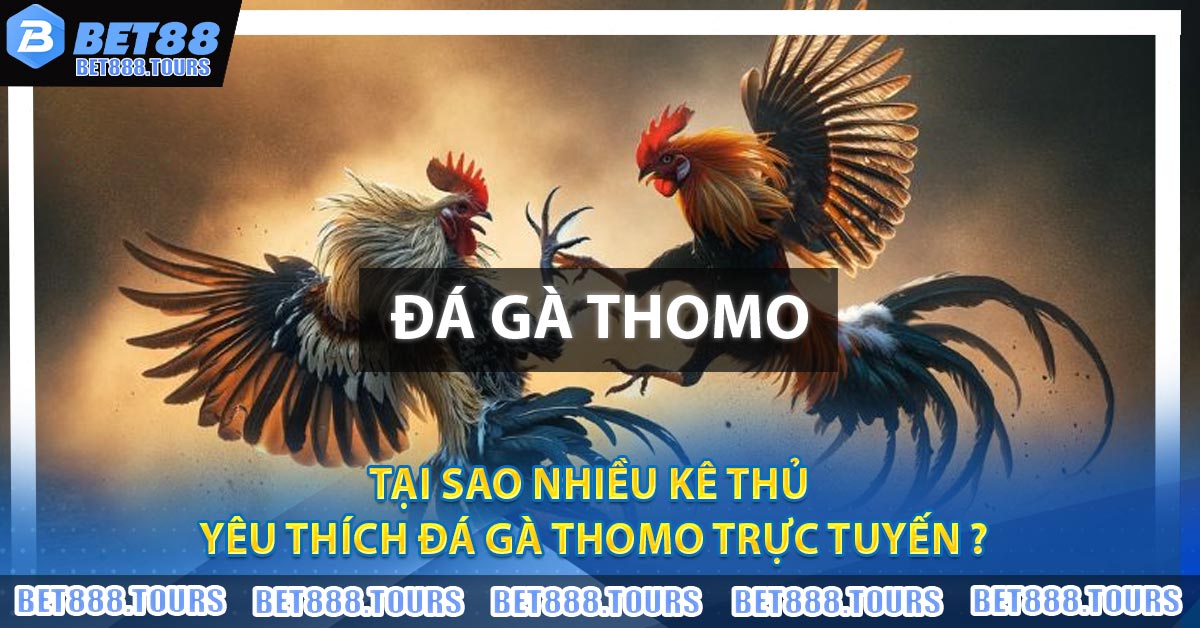 Đá Gà Thomo Là Gì ? Bí Kíp Đá Ăn Tiền Tại BET88 Cực Hay