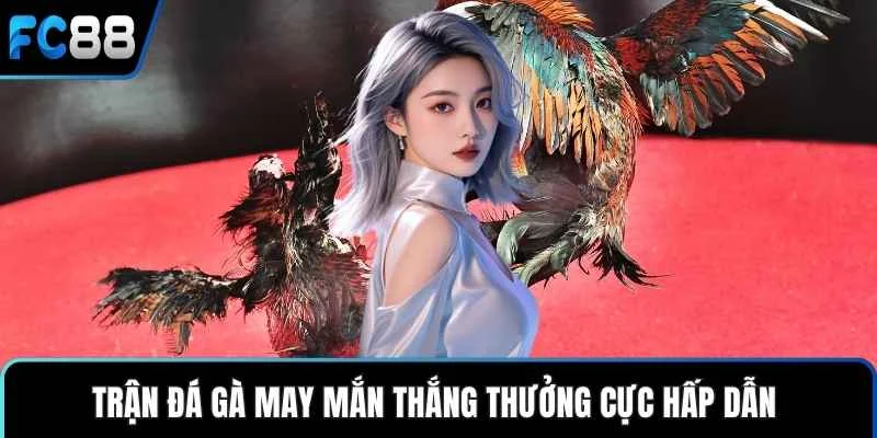 Đá Gà FC88 – Trận Đá Gà Kịch Tính Thắng Lớn Dễ Dàng